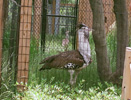 Zoo 2010